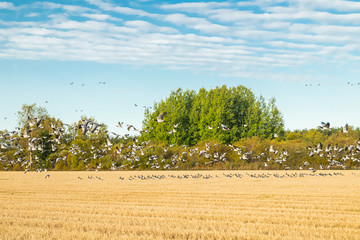 Fototapeta na wymiar A big flock of barnacle gooses is sitting on a field and flying above it. Birds are preparing to migrate south. September 2019, Finland