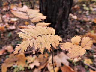 autumn leaves of rowan tree  in the forest