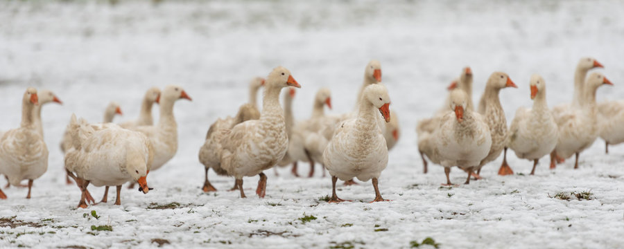 many white geese on a snovy meadow in winter