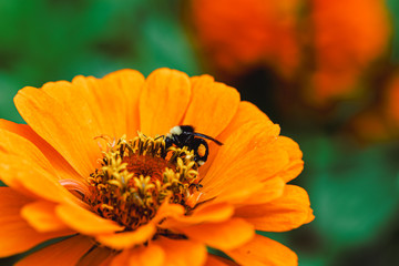 Bee on flower