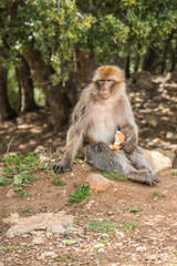 Macaque monkey sitting in the grass by a tree in Morocco close to Atlas Mountains