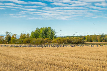 Obraz premium A big flock of barnacle gooses is sitting on a field and flying above it. Birds are preparing to migrate south. September 2019, Finland