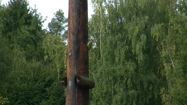 Ein Gr&uuml;nspecht an einem Strommasten