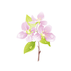 Cherry blossom, sakura flower, floral icon. Realistic pink cherry sakura flower symbol. Vector illustration for wedding, mother day greeting card, decoration design. Isolated on white background © Olga Che