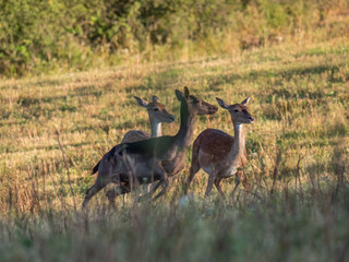 Naklejka na ściany i meble A group of young fallow deer in the summertime. Fallow deer by sunrise.