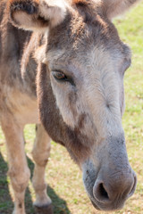 A Donkey