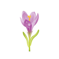Crocus flower, floral icon. Realistic cartoon cute plant blossom, spring, garden symbol. Vector illustration for greeting card, t shirt print, decoration design. Isolated on white background