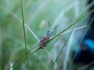 Grasshoppers close up photo. Grasshoppers in summer forest.