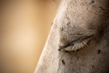 Close Up of Closed Eye of a White Horse Disturbed by Flies on Blurred Background. Copy Space