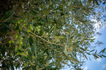 Close Up of Green Olives on an Olice Tree in Autumn In Italy on Blurred Background