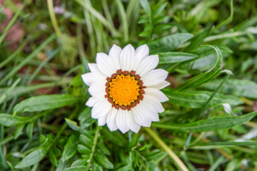 Obraz premium Nature White Daisy Flowers