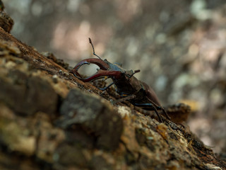 Lucanus cervus on tree. Lucanus cervus closeup photo.