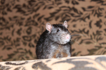 A cute rat sits on the couch and looks at us.