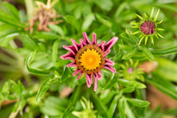 Nature White Daisy Flowers