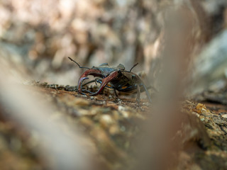 Lucanus cervus on tree. Lucanus cervus closeup photo.