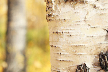  Part of the birch trunk. Blurred background.