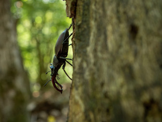 Lucanus cervus on tree. Lucanus cervus closeup photo.