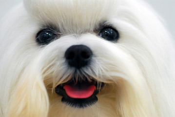 Shih Tzu close up