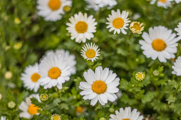 Nature White Daisy Flowers