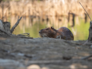 The coypu (Myocastor coypus) by water.