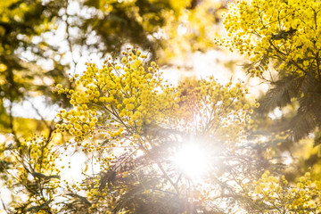 Mimosa flower at spring, beautiful