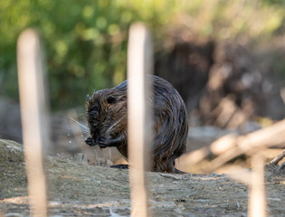 The coypu (Myocastor coypus) by water.