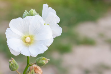 Obraz premium White hollyhock bloom in the garden with sunlight on blur nature background, Is a Thai herb.