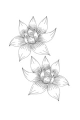 flowers, lotus line expand icon on white background