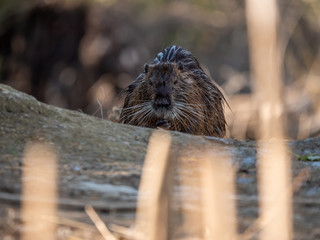 The coypu (Myocastor coypus) by water.