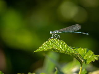 The vagrant darter close up.