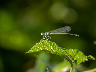 The vagrant darter close up.