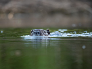 The coypu (Myocastor coypus) in water.
