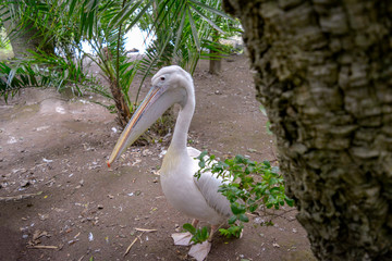 White Pelican - pelecanus onocrotalus