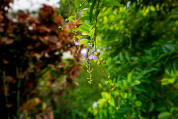 Pink flower okinawa