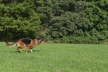 Running German Shepherd dog