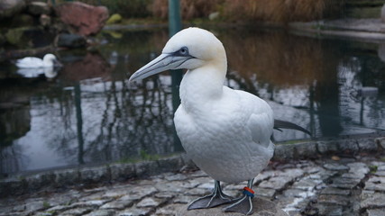 Fototapeta premium Weißer Vogel