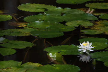 白い睡蓮の花