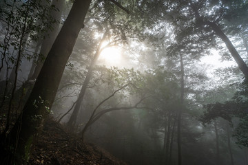 Obraz premium 山道