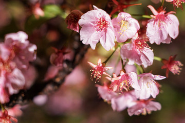 Beautiful night SAKURA