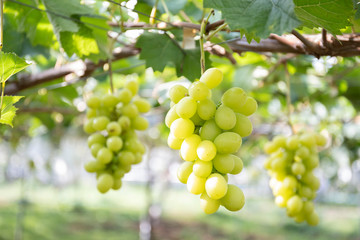 木に実った美味しそうなシャインマスカット