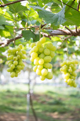 木に実った美味しそうなシャインマスカット