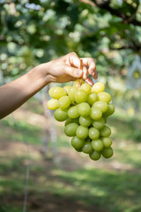 美味しそうなシャインマスカットを持つ女性の手