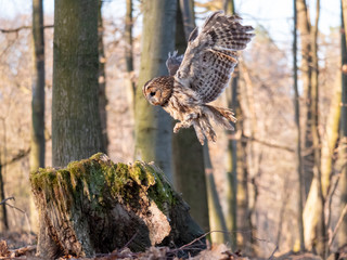 Tawny owl (Strix aluco) in flyght in spring forest. Tawny owl flying. Tawny owl and spring background.