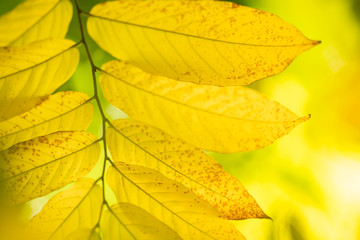 Obraz premium Nature of autumn leaf in garden at summer. Natural leaves plants using as spring background cover page environment ecology wallpaper