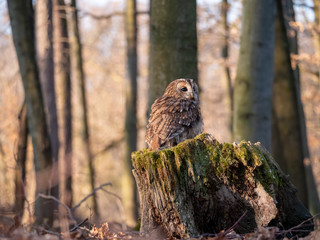 Tawny owl (Strix aluco) in spring forest. Tawny owl sits on tree. Tawny owl and sping background.