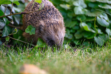 igel auf Wiese bei Nahrungssuche