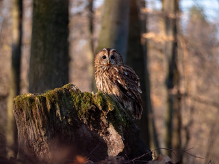 Tawny owl (Strix aluco) in spring forest. Tawny owl sits on tree. Tawny owl and sping background.