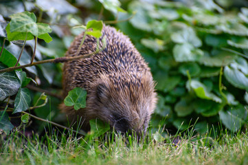 igel auf Wiese bei Nahrungssuche