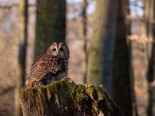 Tawny owl (Strix aluco) in spring forest. Tawny owl sits on tree. Tawny owl and sping background.