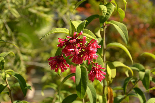 red hammer shrub or bastard jasmine in autumn sun, red flower buds and leaves of cestrum elegans